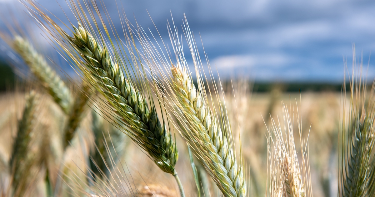 Farm Progress America, June 25, 2024