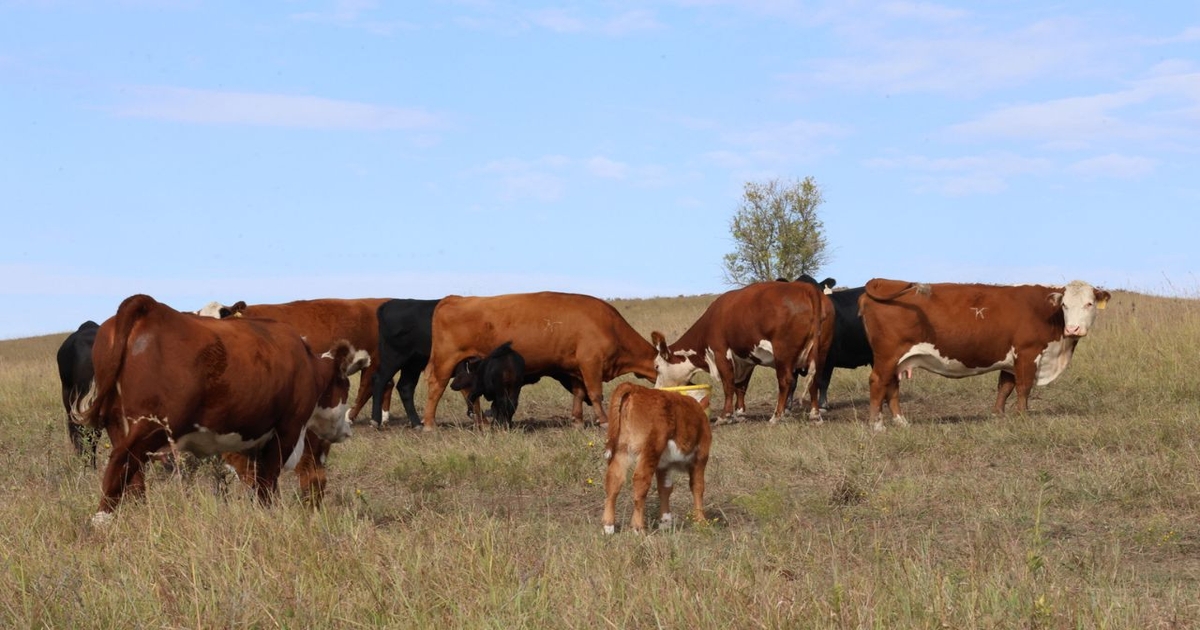 Factors influencing herd expansion decisions