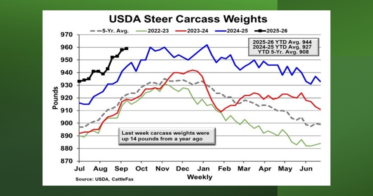 Carcass weights, quality grades and consumer demand