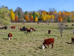 Deadline extended for grazing lands conservation agreements