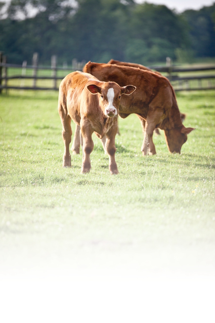Increased Forage Value Could Offer Vets More Stocker Opportunity