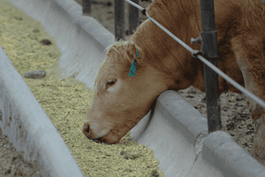 2019 marketing projections for your 2018 calf crop