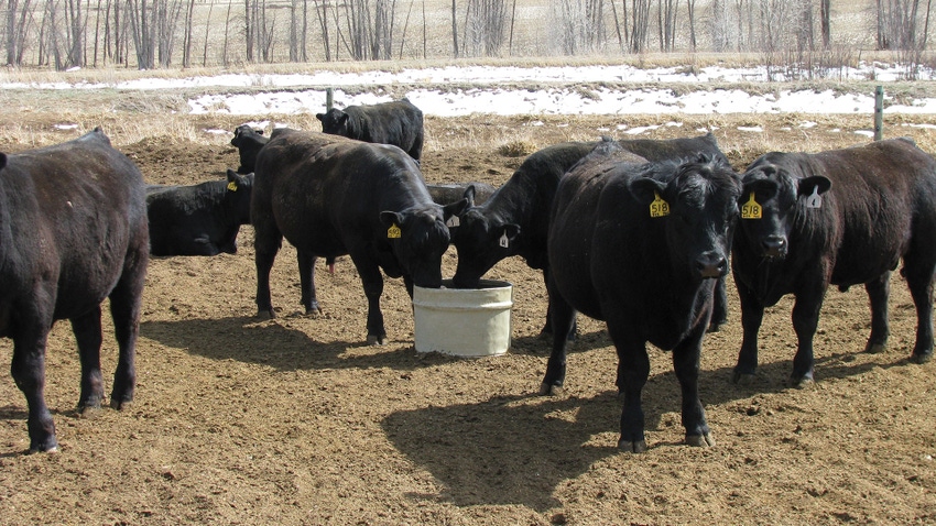 Flax and balancing fatty acids in cattle