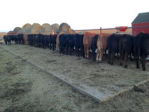 4 tips for starting weaned calves on feed