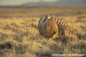 Rest-rotation grazing helps sage grouse survival
