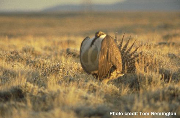 Rest-rotation grazing helps sage grouse survival