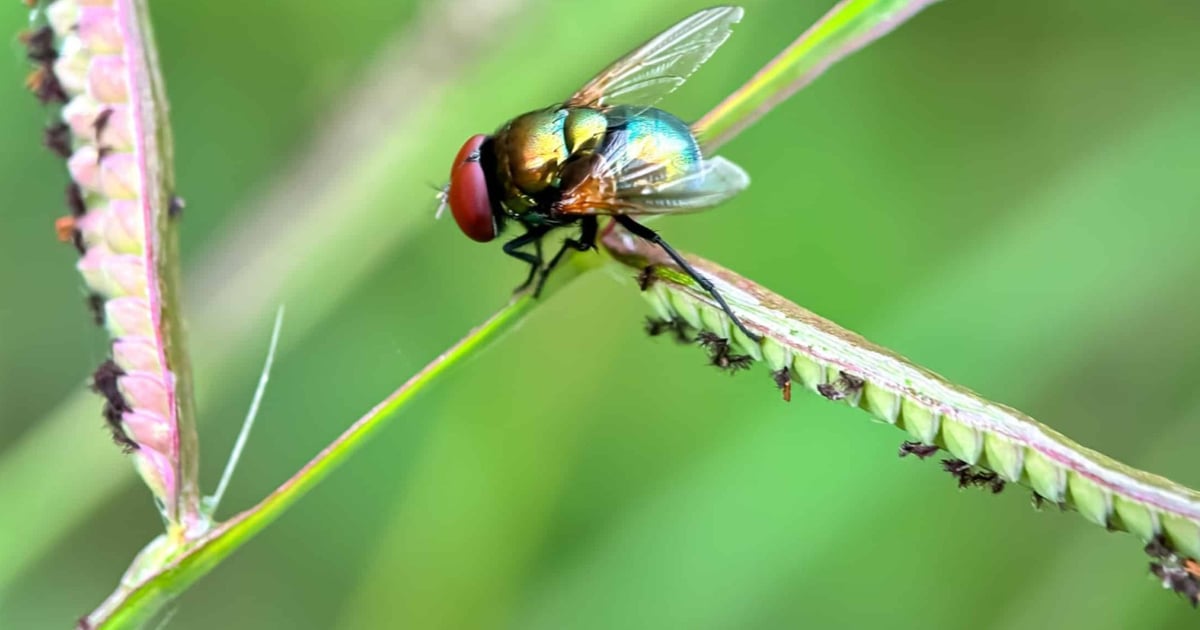 New Dems demand answers and action on screwworm
