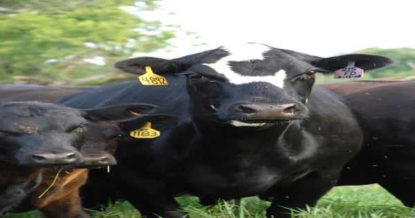 5 Trending Headlines: Are your pastures ready to graze?