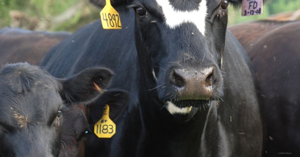 Pascal Cow 5 Trending Headlines: Are your pastures ready to graze?