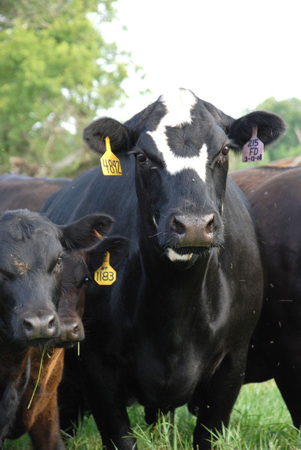 cow-calf-pair-cattle-managment-2007ab.jpg