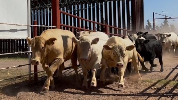 U.S./Mexico border opens
