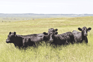 Crunch the numbers before you buy those heifers