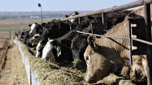 6 Trending Headlines: Upside limited in feeder cattle market? Plus: Questions for startup stocker operators