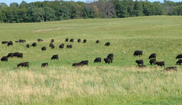 Contract Grazing Factsheet Series Now Available