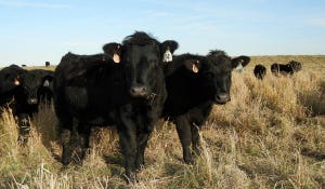 Be Alert For Nitrate Poisoning In Grazing Livestock During Drought