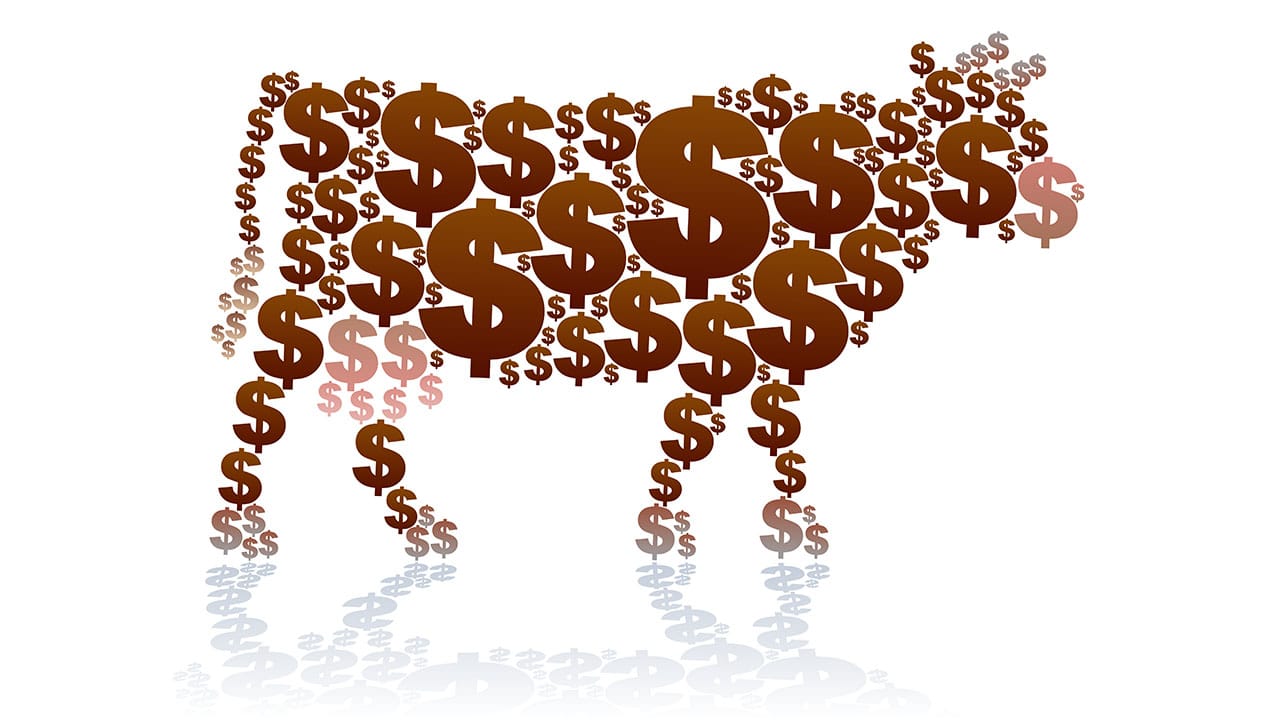 Cow Math Money M-O-N-E-Y