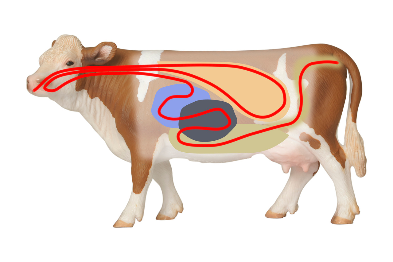 Real Life Cow Rumen The amazing world inside your cows’ rumens