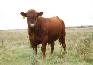 Bull buyers demand breeding assurance