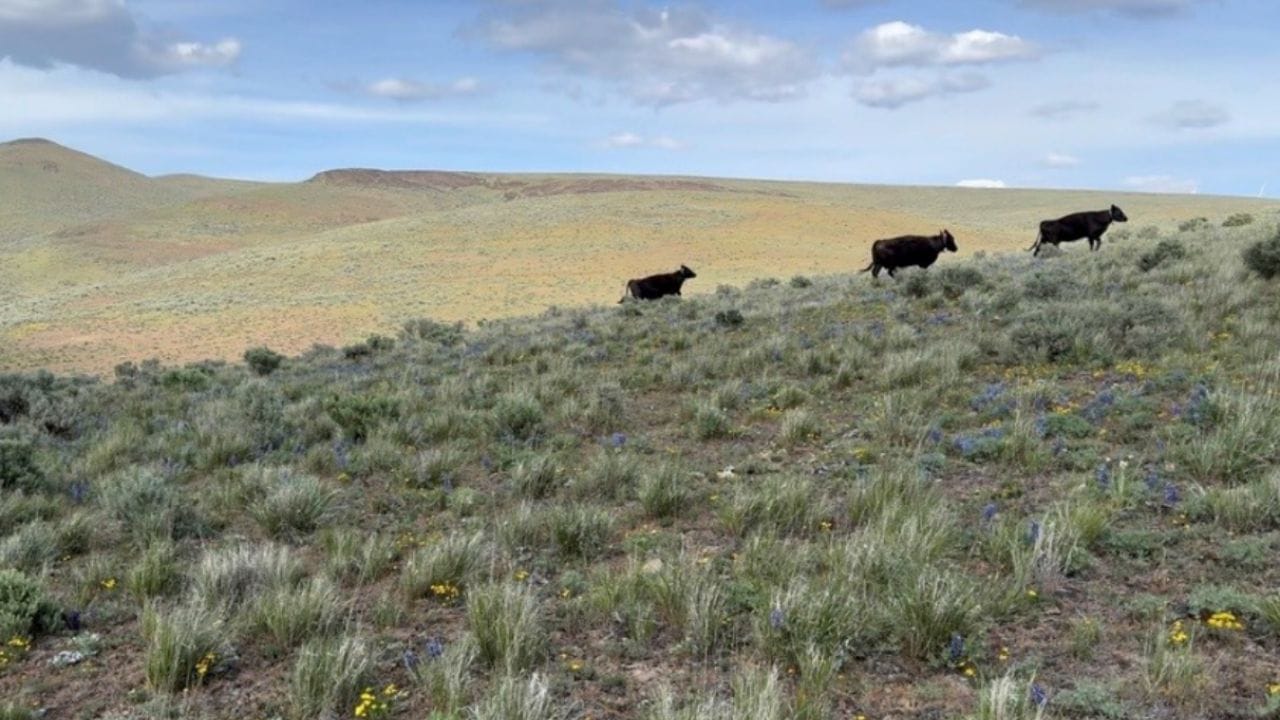 Rested Rangelands Texas A&M AgriLife advances rangeland and ranch resilience