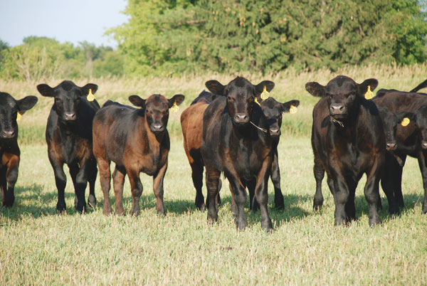 Beef calves