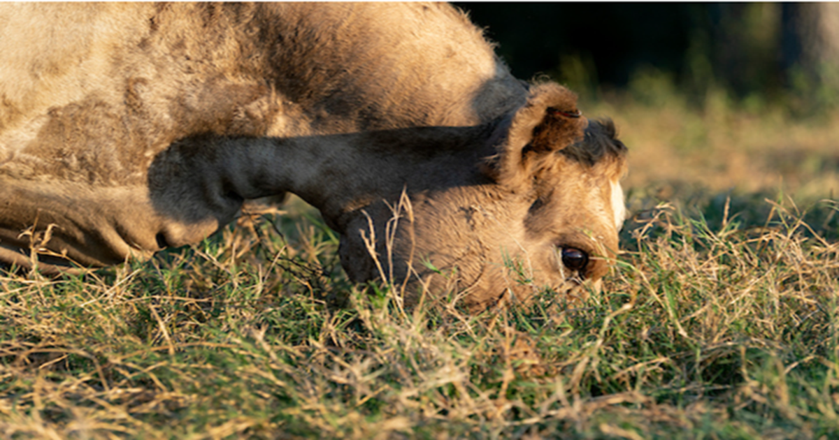 Texas A&M AgriLife outreach improves producer-focused resources for enhanced grazing land management