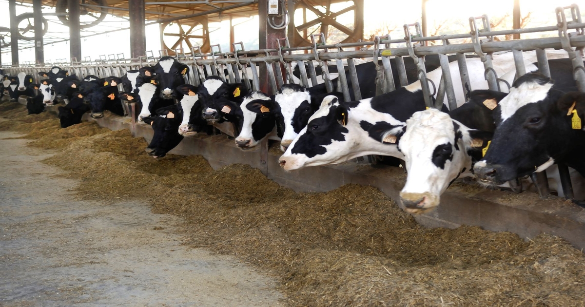 Greener Cattle Initiative seeks enteric methane emission research proposals