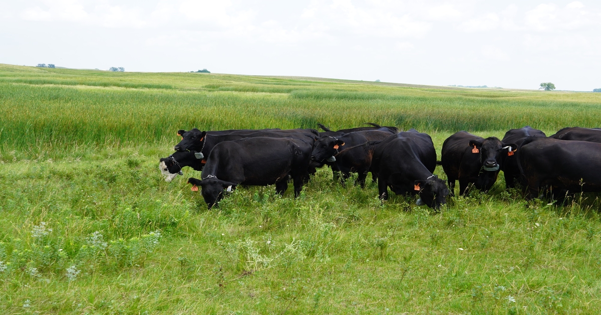 NDSU animal science department hosting Beef Field Day