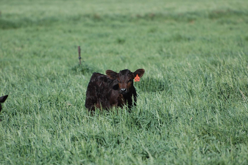 Will beef cattle genomics be the next battleground?