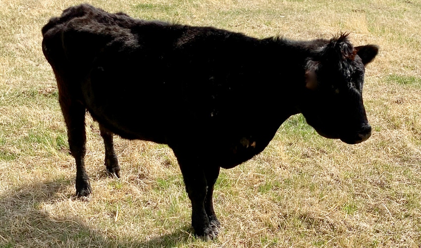 WFP-karin-orsel-johne's-cow-0622.jpeg WFP-karin-orsel-johne's-cow-0622.jpeg