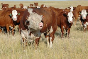 bull-with-cowherd-Olsen-Ranch041.jpg