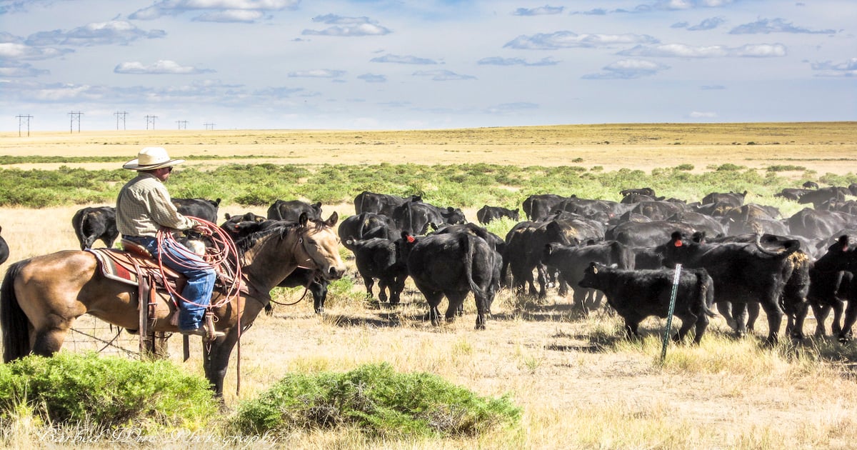 Vote for your favorite ranch work, ranch life photo today