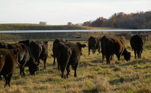 Heifer Management Goes Way Beyond Breeding