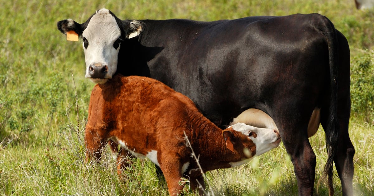 The Importance Of Beef Reproduction – What, How, Why?