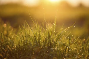 rain on pastures