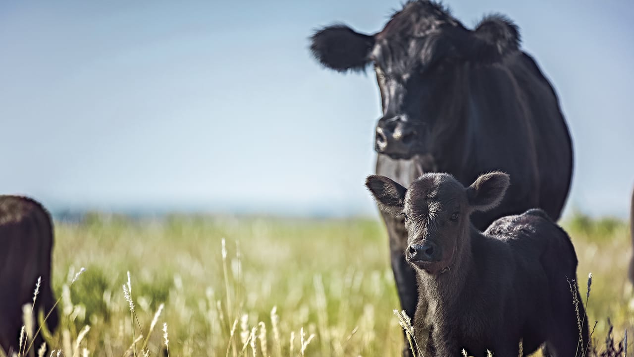 Calf immunity starts with the cow