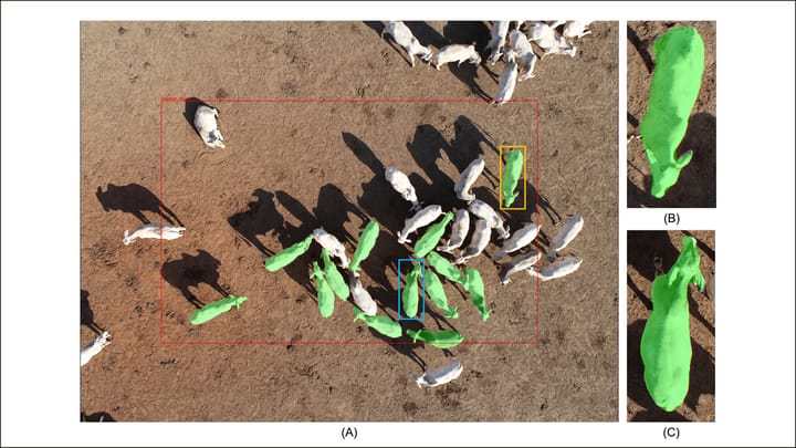 System uses AI and drones to pinpoint ideal time to sell cattle
