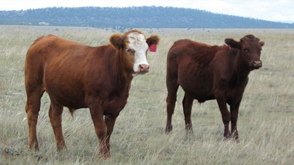 3 reasons to manage weaning and market heavier calves