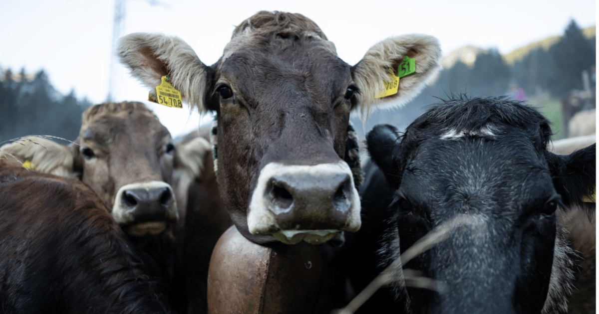 Preventing fog fever