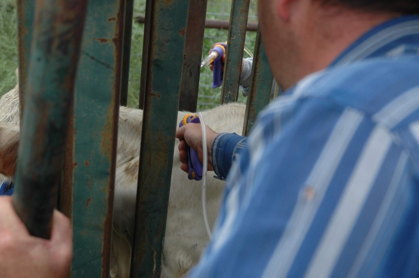 Prime calves’ Immunity response this spring for better outcomes this fall