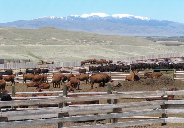 Feedlot cattle