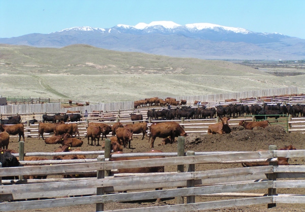 Feedlot cattle Feedlot cattle