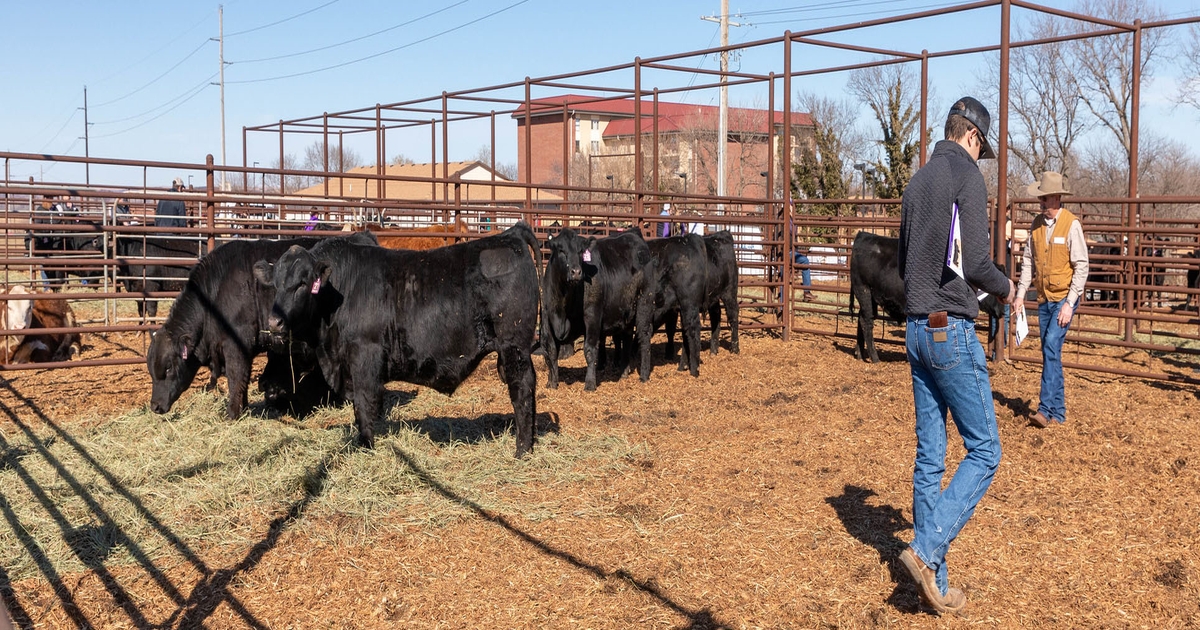 Clark County Feeders | Using EPDs in sire selection