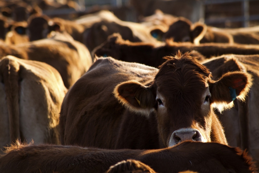 Feedlot cattle inventory up slightly