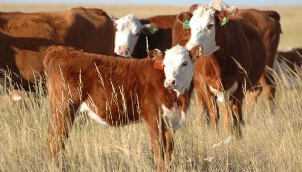 NAHMS kicks off planning for a cow-calf study