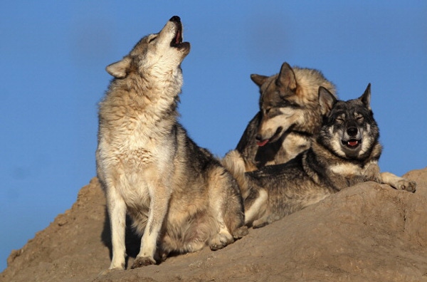 Are Wolves A Threat To Your Cattle?