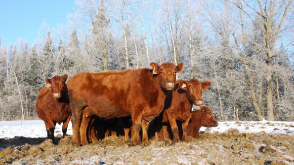 5 Trending Headlines: How to prepare your cattle for winter feed, PLUS: Is the worst of the market behind us?