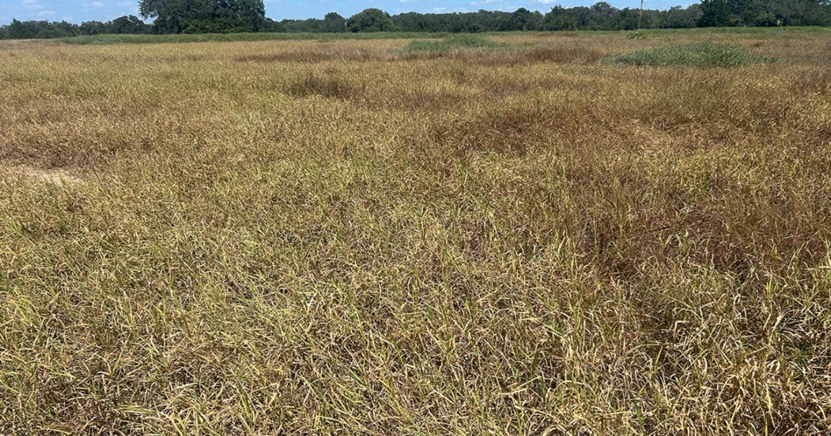 AgriLife Extension publishes fact sheet on invasive pasture mealybug