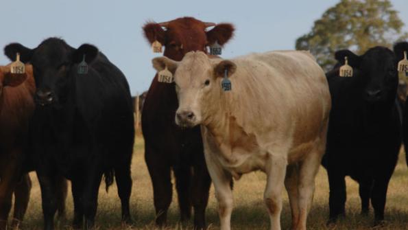 Opportunities Plentiful In Grass Finishing Beef