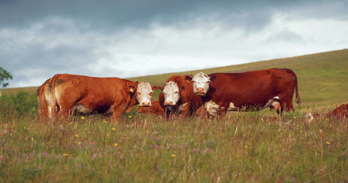 New tool provides custom biosecurity plan for cattle producers