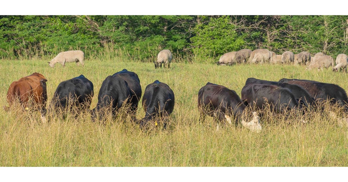 Maximizing pasture potential, the science behind multi-species grazing